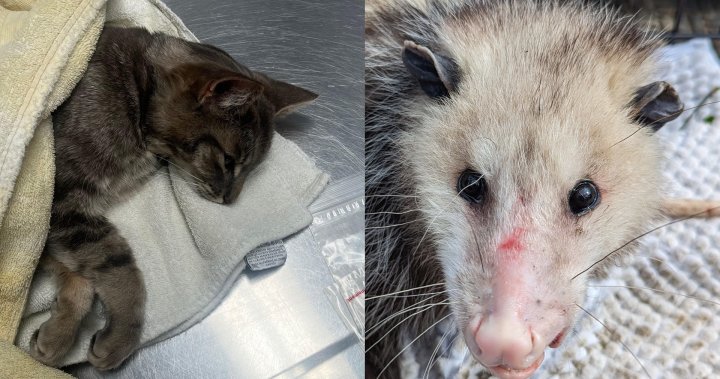 Котка, опосум, прободен от стрели в Хамилтън, предизвиква полицейско разследване