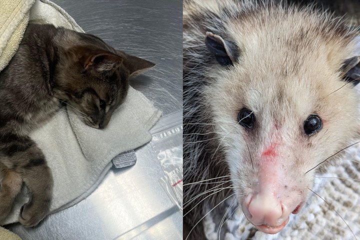 Cat, opossum impaled by arrows in Hamilton prompts police probe