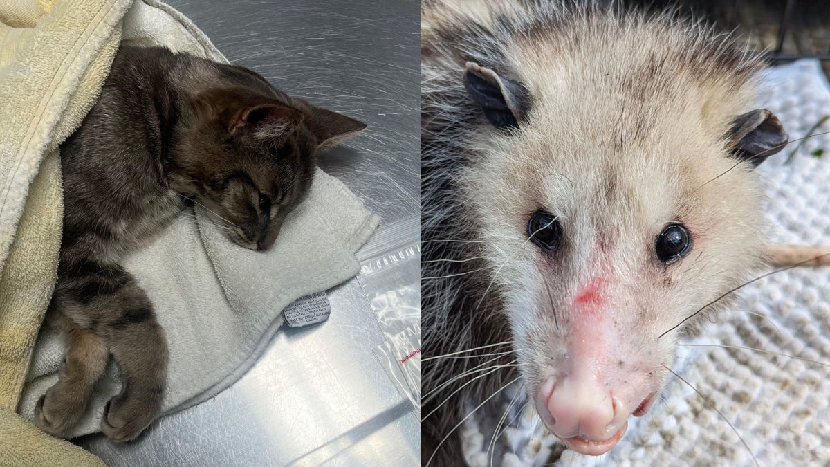 A cat and an opossum were two animals police say suffered arrow wounds in two separate incidents across Hamilton, Ont. in late April and early May. A police spokesperson says investigators are trying to determine who might be responsible.