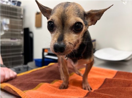 Chihuahua found covered in human waste at conservation area bathroom in Ontario