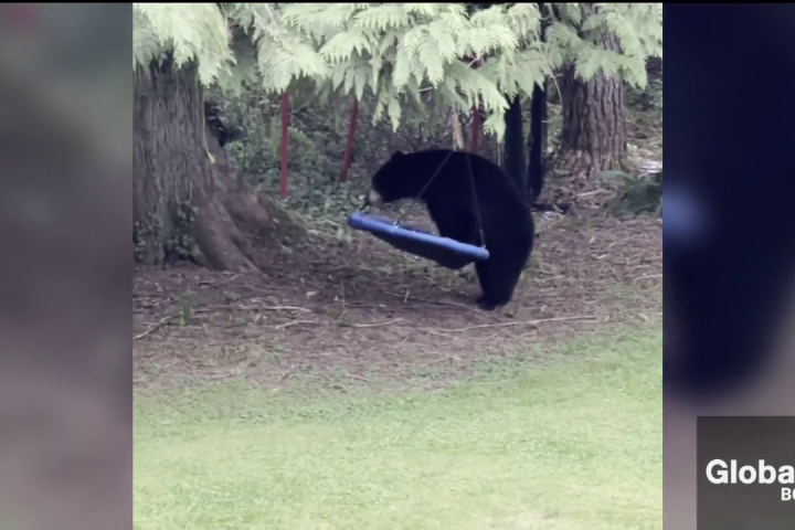 Mama needs a break! B.C. bear drops cub to enjoy a backyard swing