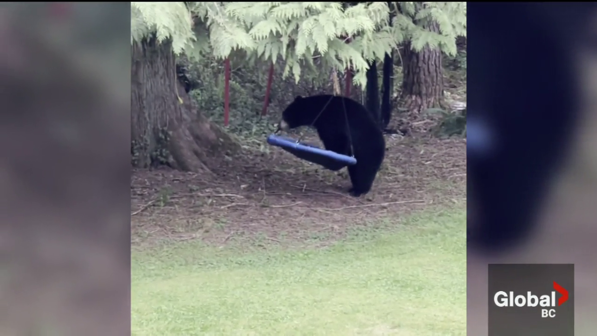 Susi Buonassisi captured video of a mother bear in her backyard enjoying her saucer tree swing.