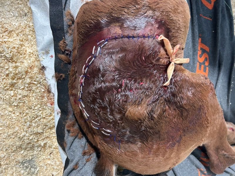 The injured TamRac Ranch foal on Tuesday, May 28, 2024.