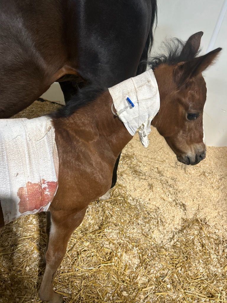The injured TamRac Ranch foal on Tuesday, May 28, 2024.