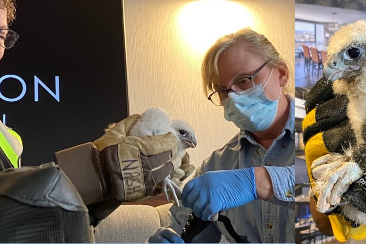 3 new peregrine falcon chicks banded, named after Hamilton neighbourhoods