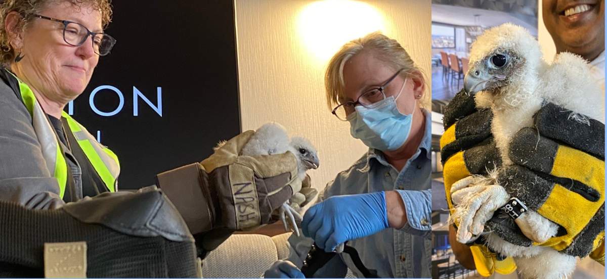 One of three new peregrine falcon chicks is shown during a naming and banding event. The birds were born late April atop the Sheraton Hotel in downtown Hamilton, Ont.,