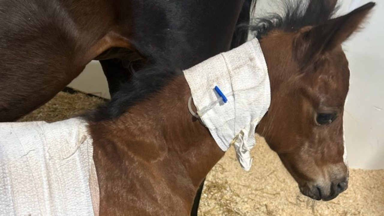 ПРЕДУПРЕЖДЕНИЕ Тази история съдържа графично съдържание което може да е