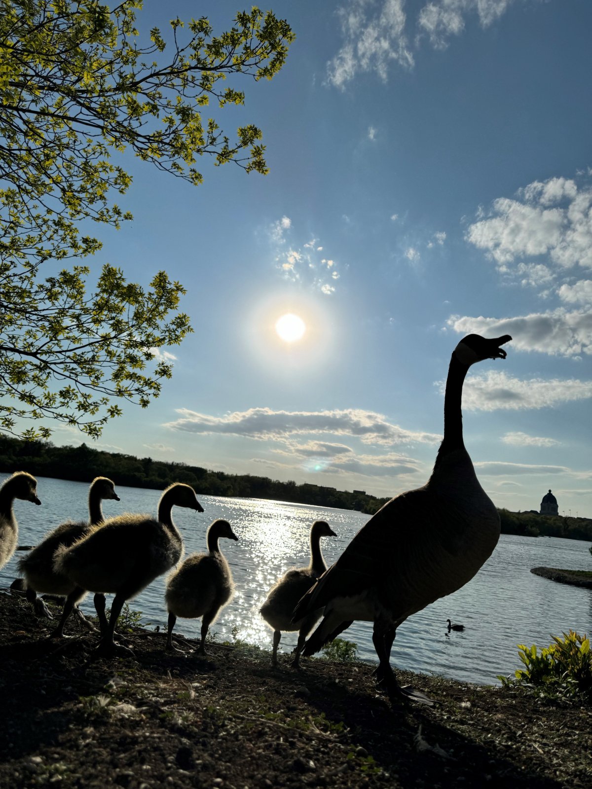 The Your Saskatchewan photo of the day for May 31 was taken by Les Machazire in Regina.