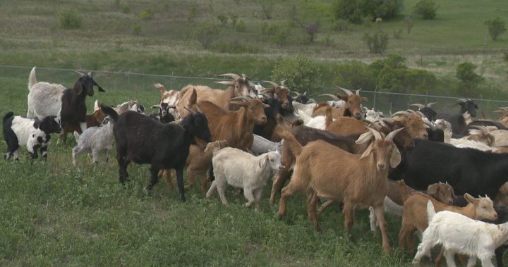 Повече от 200 кози, пуснати на паша в Реджина за борба с плевелите