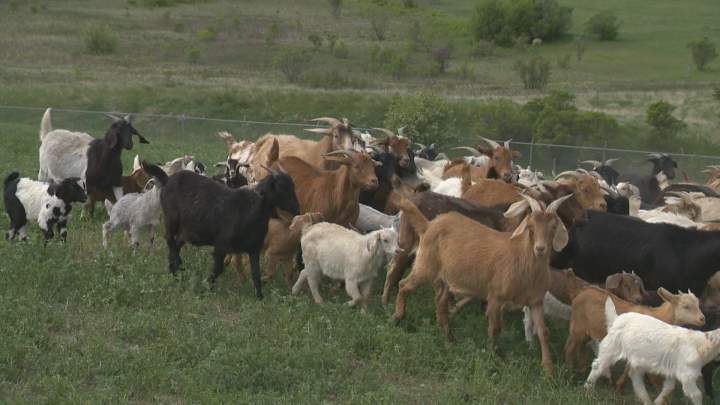 More than 200 goats released in Regina to graze for weed management ...