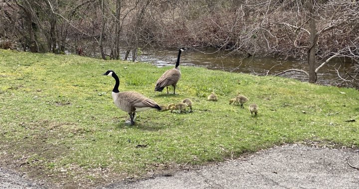 Guelph Humane Society advises people to stay away from geese