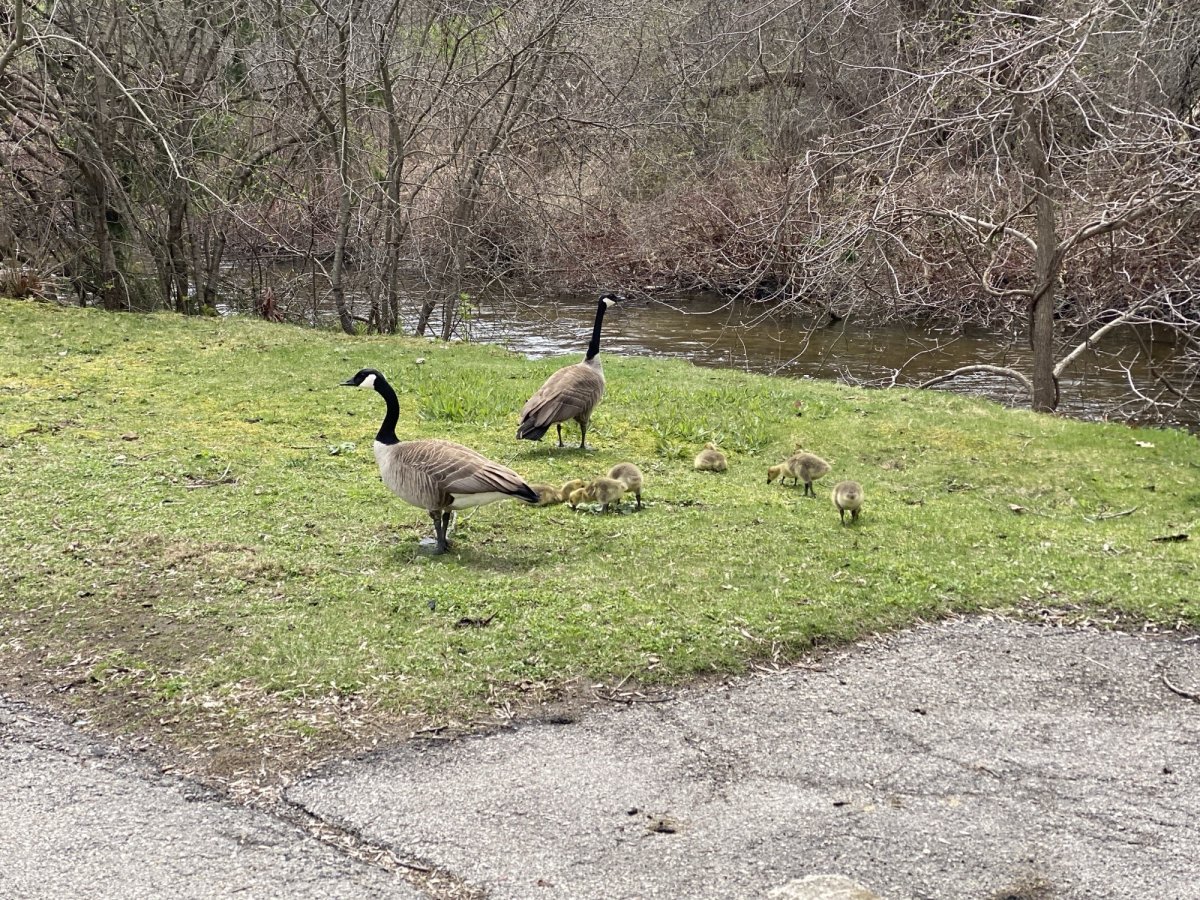 Guelph Humane Society are advising people to stay away from geese during nesting season.