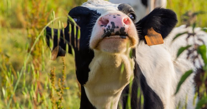 Mad cow disease reported in Scotland — the first case in years