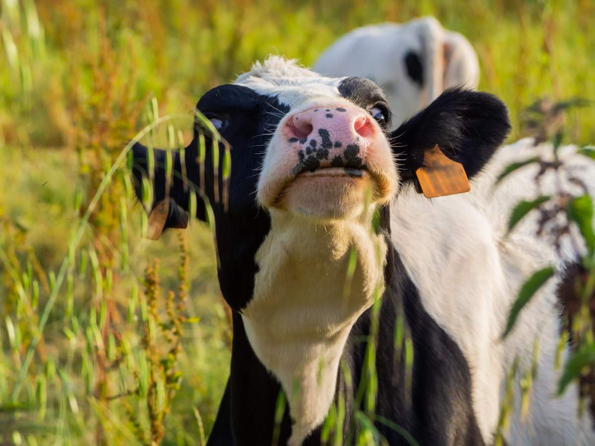 A dairy cow of the friesian breed grazing in a green meadow in Cantabria (Spain) in spring. Ecological extensive livestock concept
