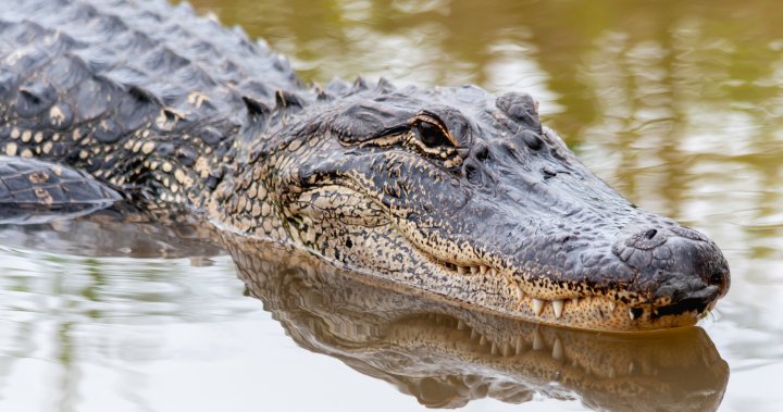 Алигатор застрелян, убит, след като в челюстите му бяха открити останки от жена в Тексас Баю
