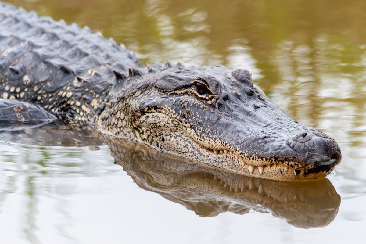 File photo of an American alligator swimming in a Texas bayou. An alligator was shot and killed on May 28, 2024 after a Houston police officer spotted a dead woman in its jaws.