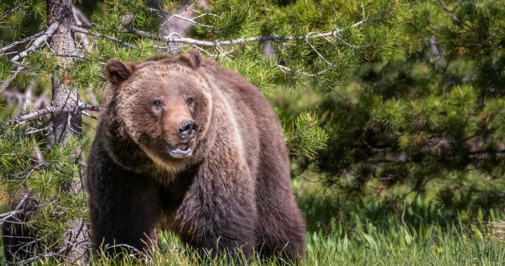 Мъж, наранен от мечка гризли при „изненадваща среща“ в Национален парк Гранд Тетън