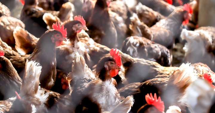 Австралия съобщи за първия си случай на птичи грип при