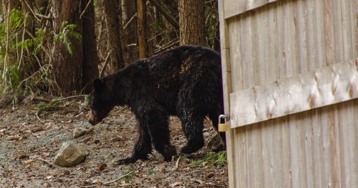 Черна мечка беше застреляна и убита от служители на дивата