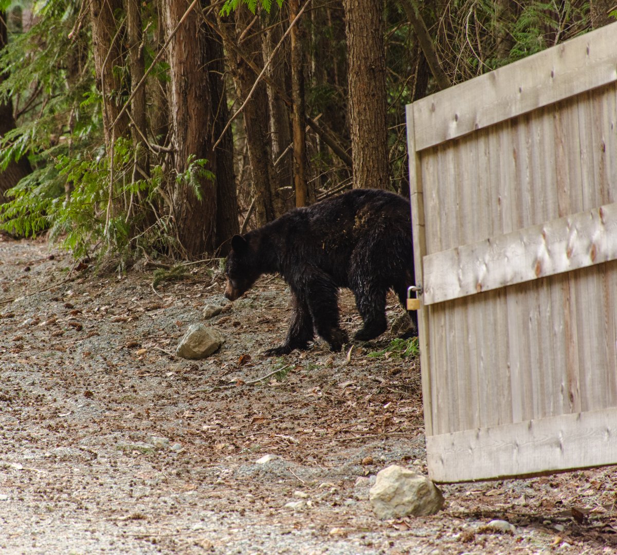 File photo of a black bear in Whistler, British Columbia walking near a gate and gravel road.