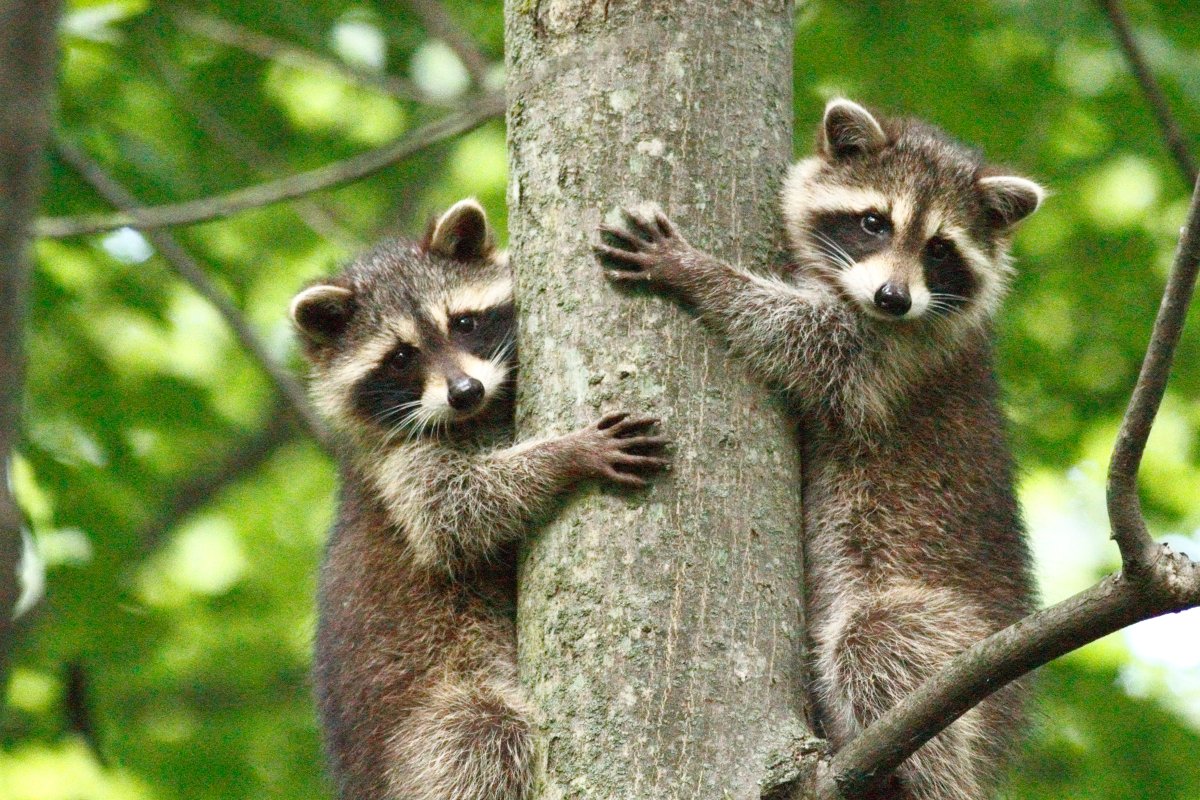 File photo of two raccoons hugging a tree. Growing raccoon populations have been reported in Tokyo as the invasive species spreads across Japan.