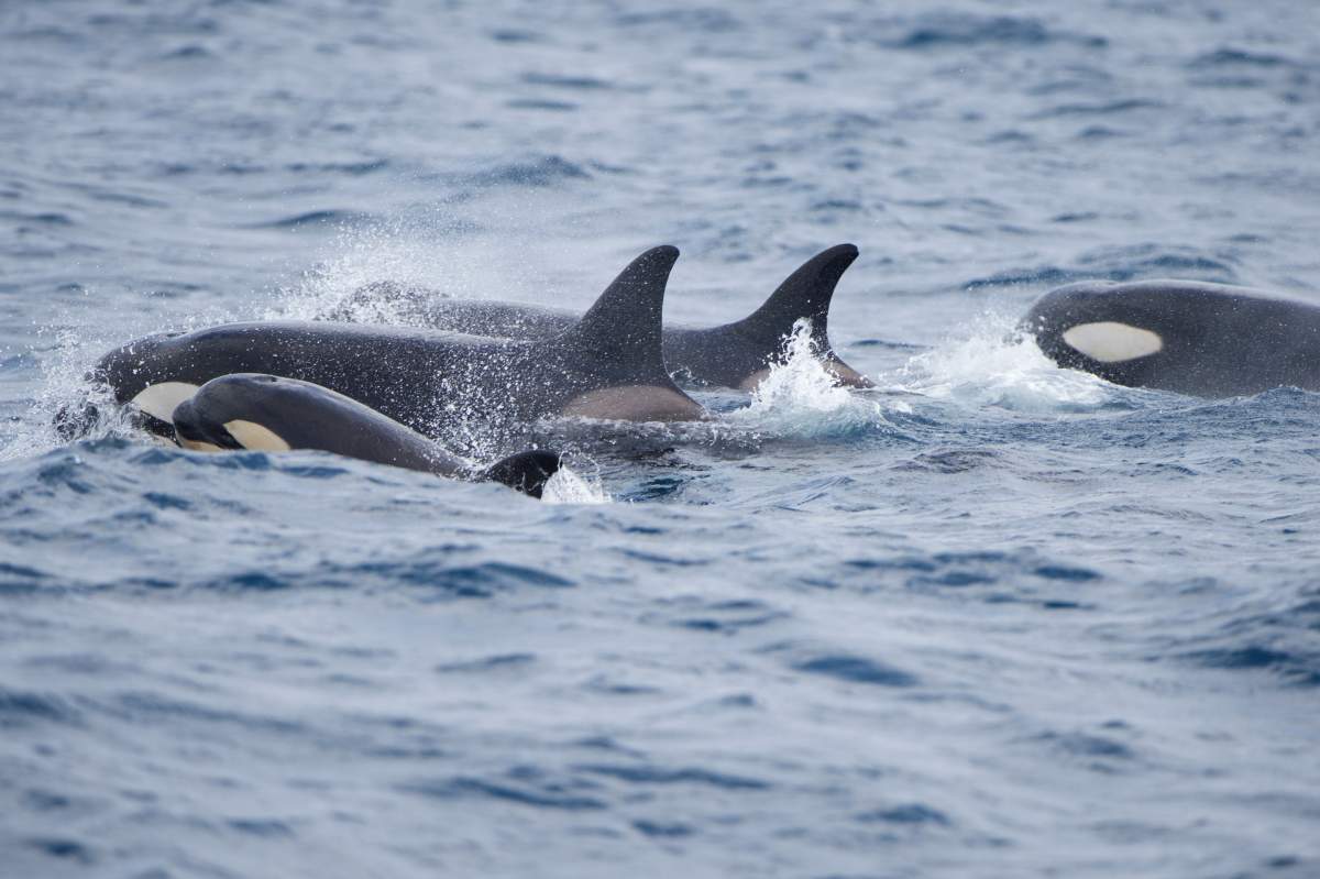 A pod of orcas, also known as killer whales, feeding in the Atlantic Ocean.