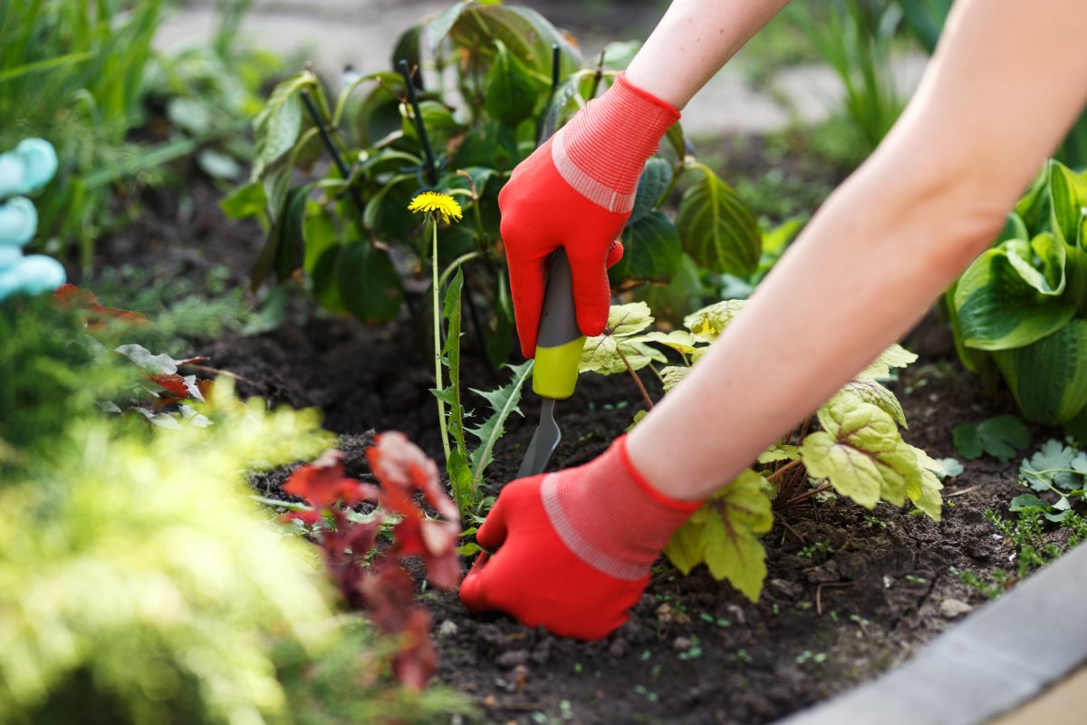 Woman using a weeding tool to remove a dandelion from the garden