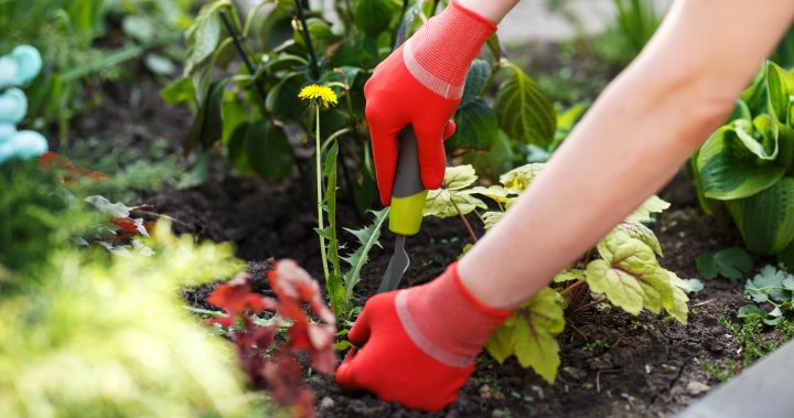 7 инструмента за градинарство, за да запазите вашето външно пространство свободно от плевели