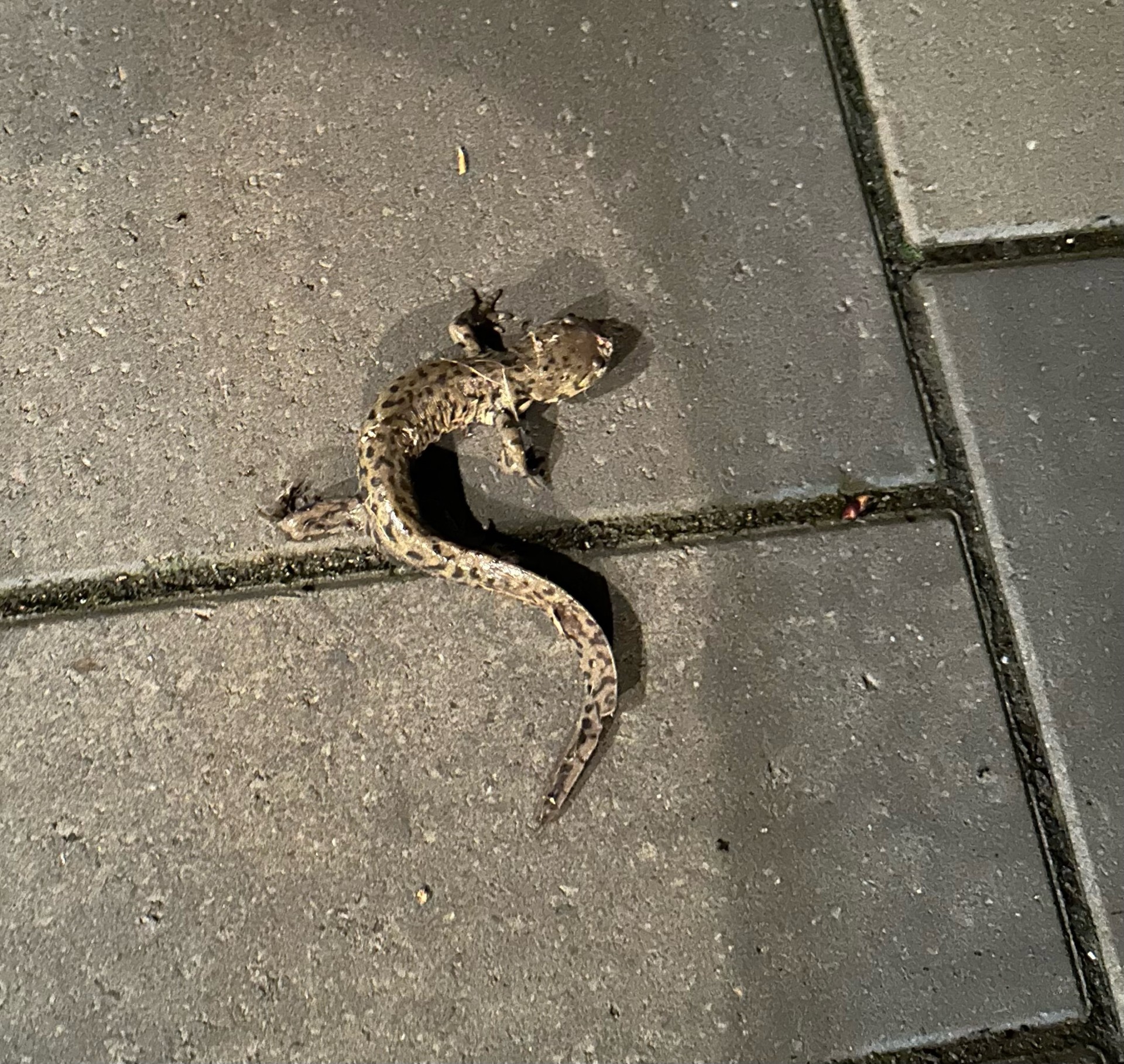 Хенри Кейрни е свикнал да вижда диви животни в северозападния