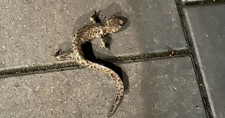 Rare tiger salamander spotted in Calgary backyard