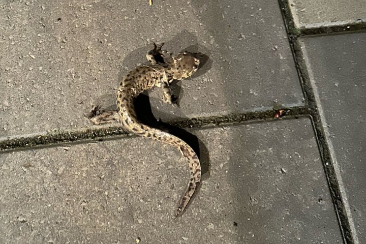 Rare tiger salamander spotted in Calgary backyard