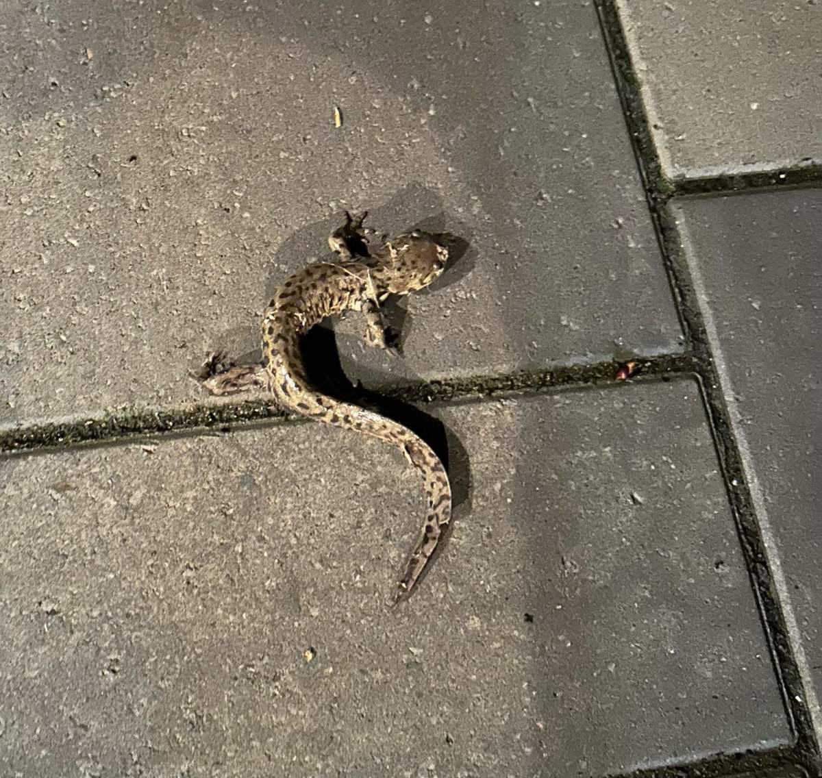 A rare tiger salamander spotted in a northwest Calgary backyard.