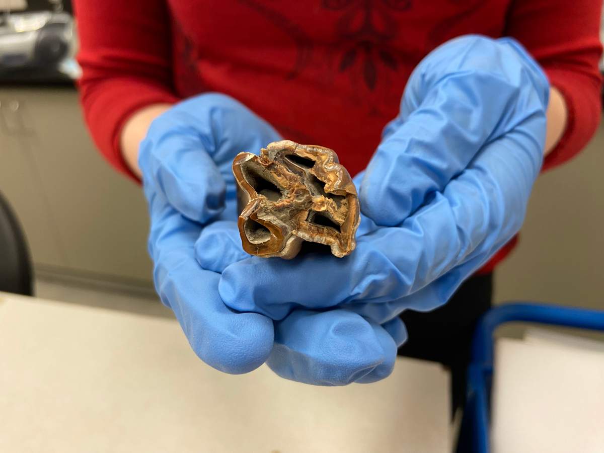 Dr. Christina Barron-Ortiz holds an ice age horse tooth found near Stony Plain.