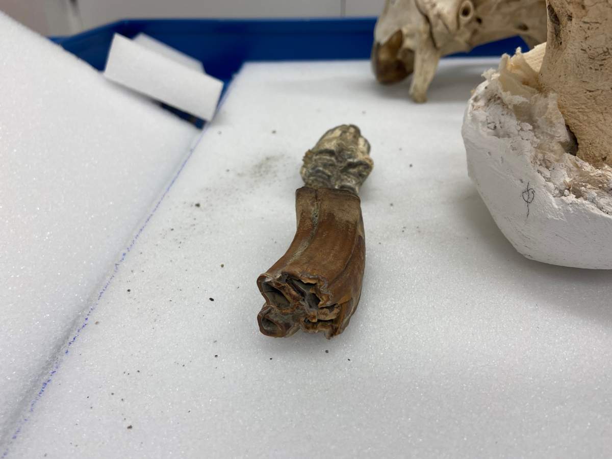 The ice age horse tooth in front of a 2 million year old horse tooth.