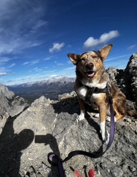 Издирването в цяла Regina на Olive куче изчезнало през март