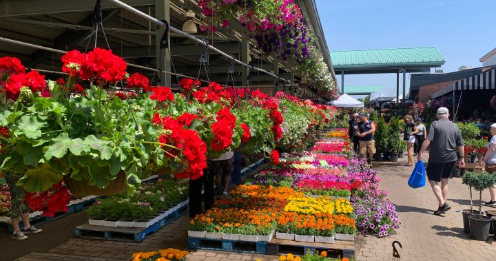 Майски цветя: Топлото време извежда градинарите в Монреал