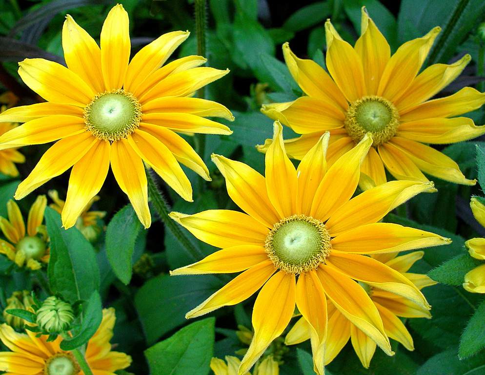 Teeny Tiny Garden Tour 2024 – Presented by Peninsula Co-op - image