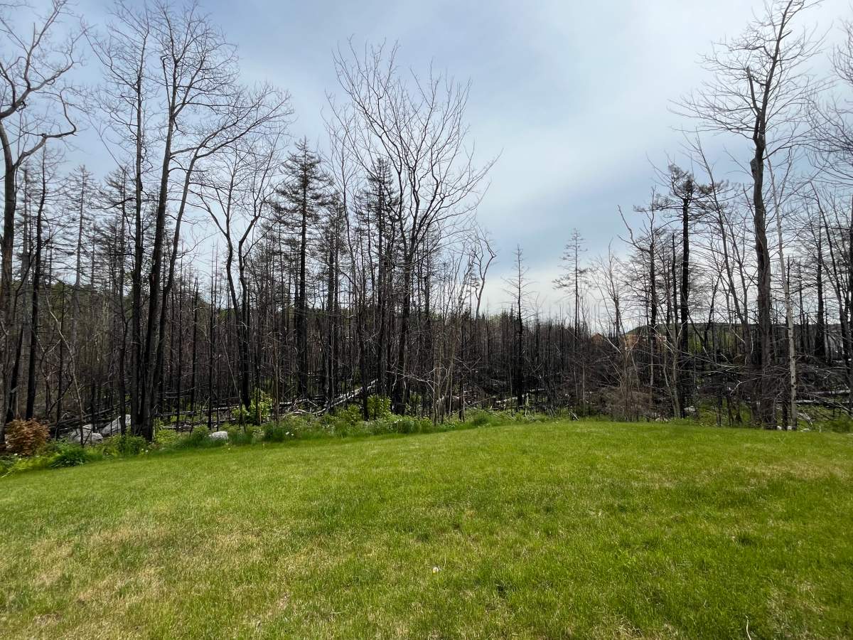 Saulnier’s backyard, one year after the wildfire destroyed her home.