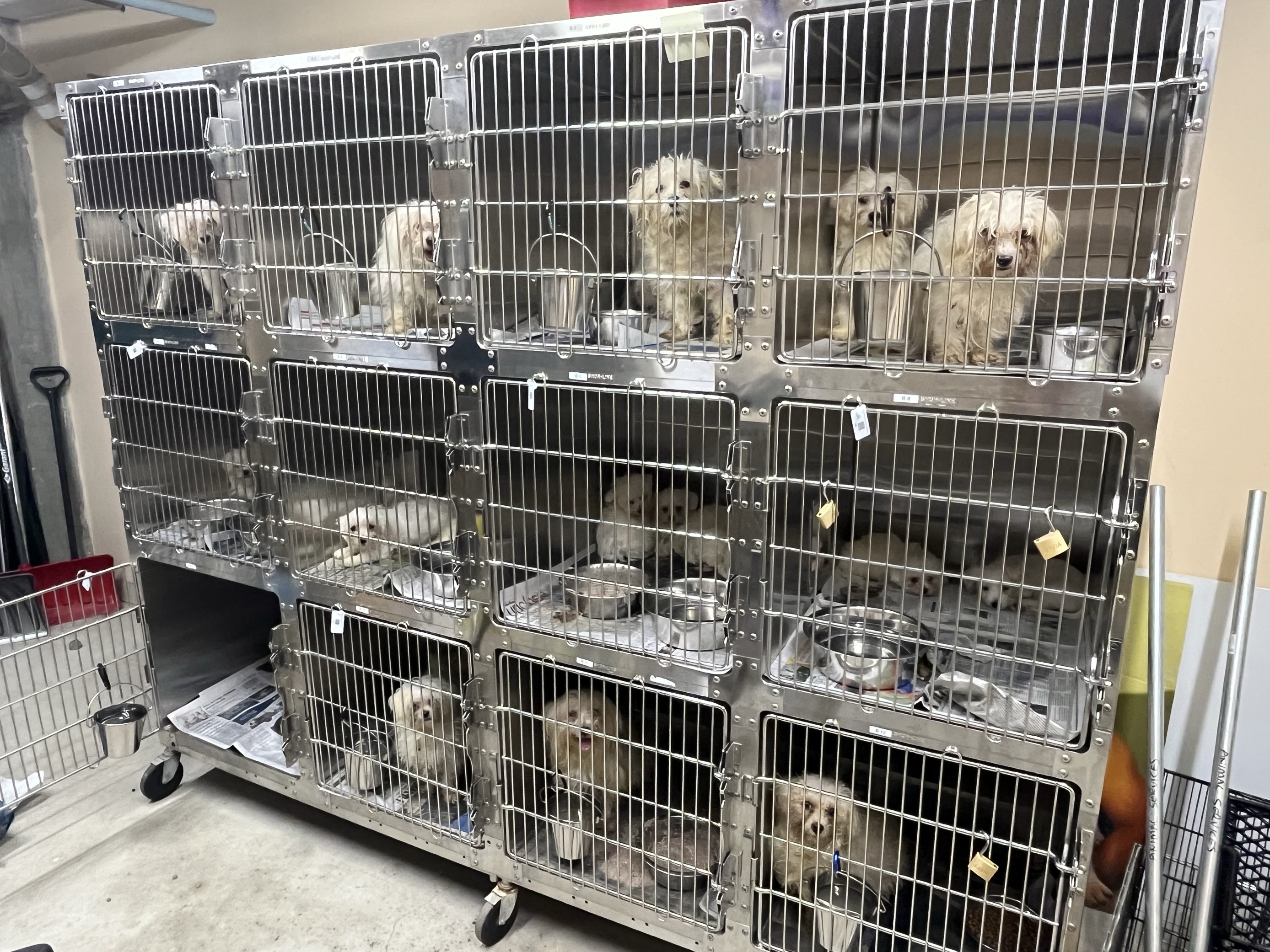 Horrific: Animal Services rescues 68 dogs from Winnipeg home