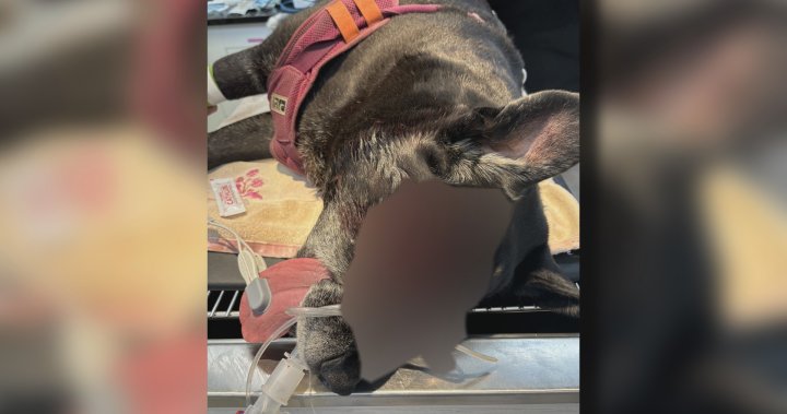 Куче от остров Ванкувър, нарязано с мачете от непознат, собственикът казва