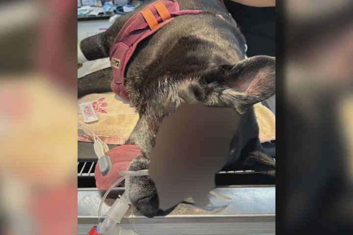 Vancouver Island dog slashed with machete by stranger, owner says
