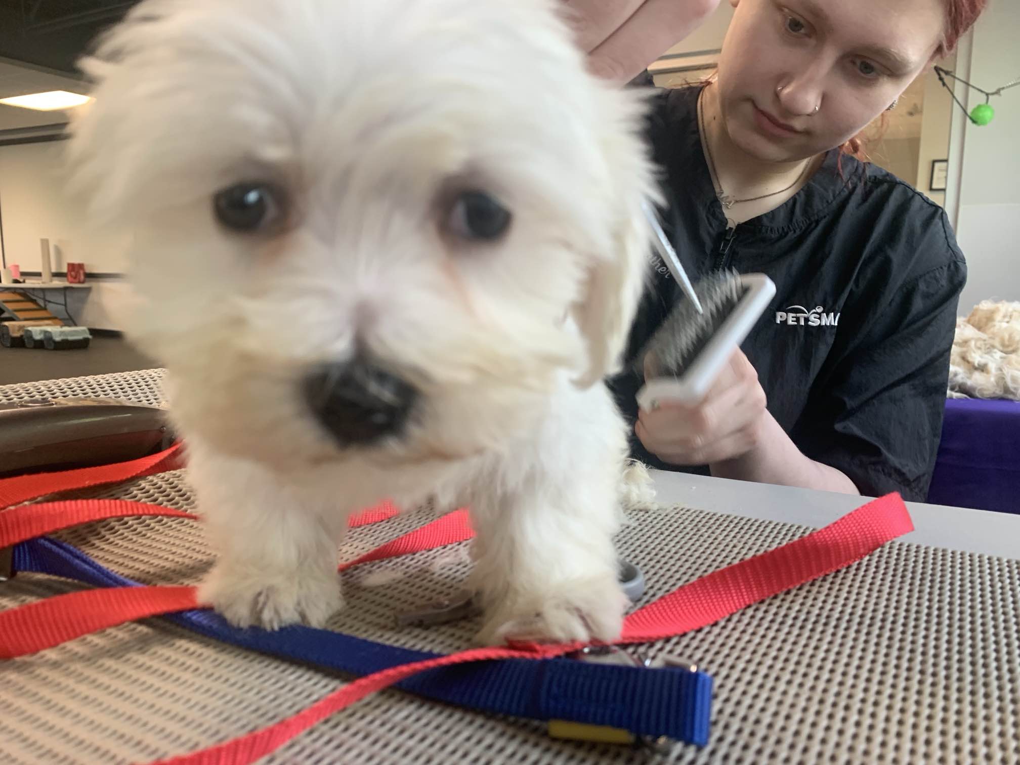 68 те кучета които бяха иззети от града в сряда след