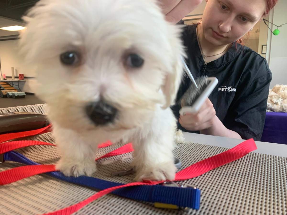The 68 dogs who were rescued from a Winnipeg home Wednesday are getting some much-needed grooming.