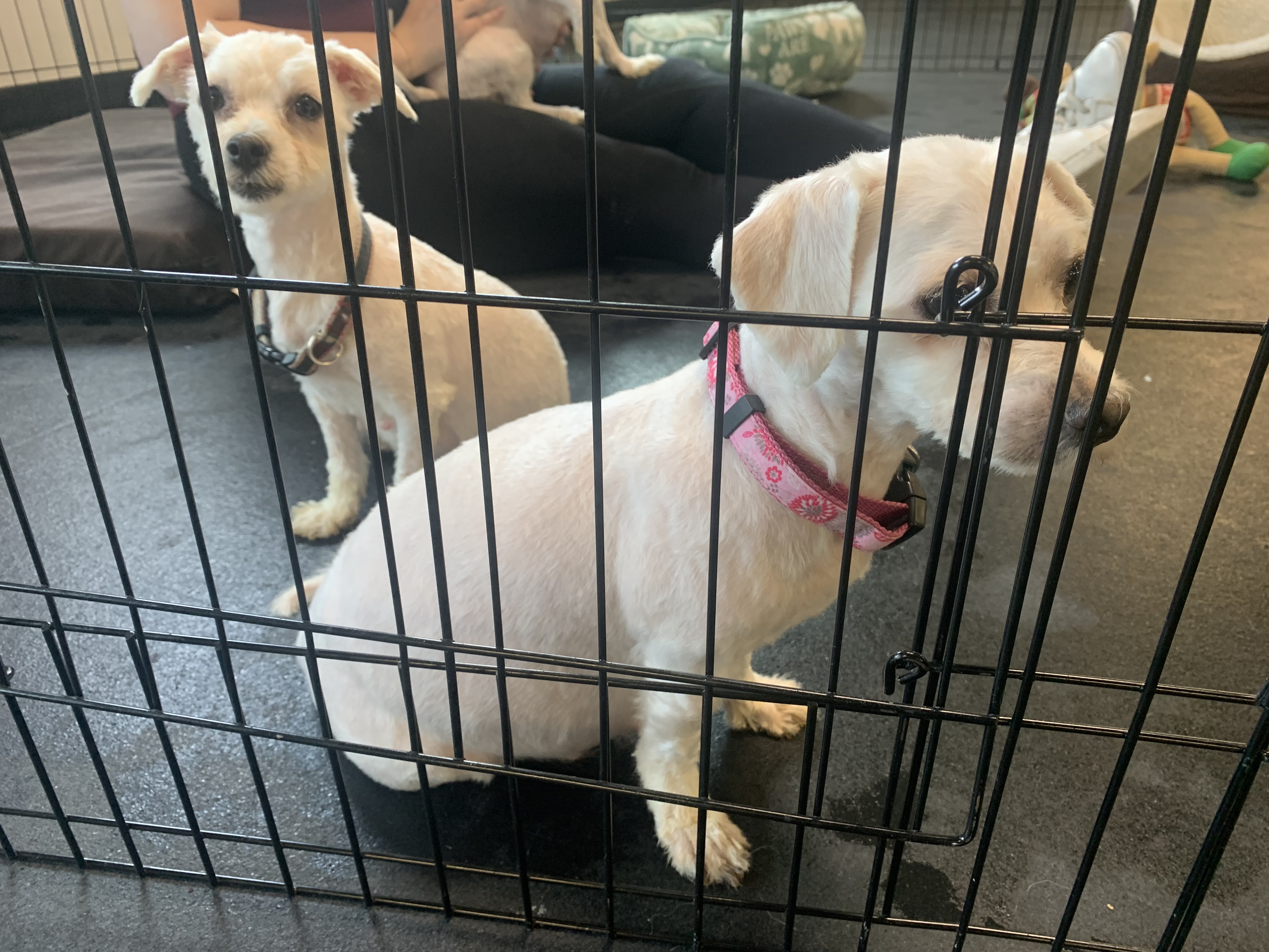 Само седмица след като бяха спасени от мъчителна жизнена ситуация