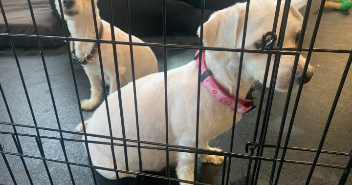 Първа група кучета, иззети от дом в Уинипег, за да бъдат осиновени