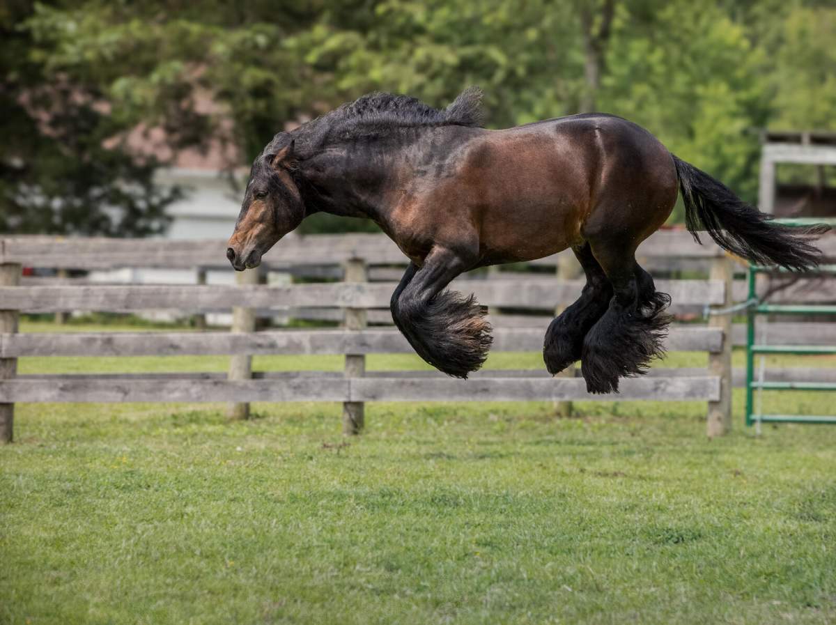 A horse mid-air.