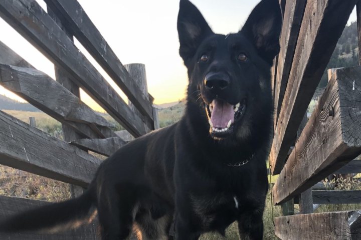 RCMP dog helps rescue baby taken by man into dense Manitoba woods