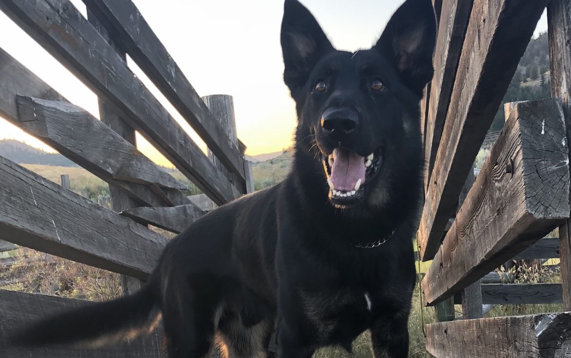 RCMP police service dog Marook helped rescue a baby in April.