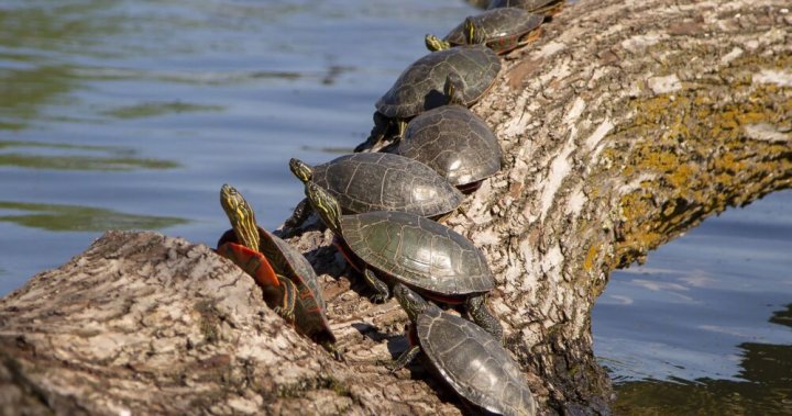 Експерт напомня на жителите на Манитоба да се грижат за костенурките през този Световен ден на костенурките