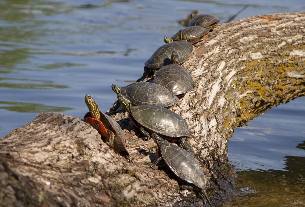 Expert reminds Manitobans to take care of the turtles this World Turtle Day - Winnipeg - Vimarsana News